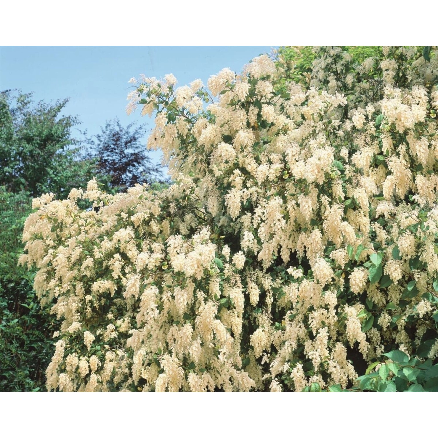 Holodiscus Discolor Cremeweiße Blüten 60–100 cm günstig online kaufen