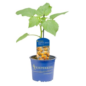 Kiepenkerl Kapstachelbeere Preciosa im Topf, Physalis peruviana mit grünen Blättern.