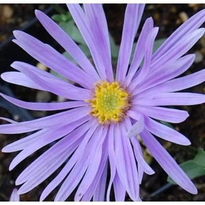 Nahaufnahme einer lila Sommeraster Silbersee Blüte mit gelber Mitte.