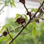 Nahaufnahme der Indianerbanane (Asimina triloba) mit braunroten Blüten und grünen Blättern.