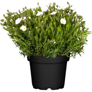 GROW by OBI Sandkraut im Topf, Arenaria montana, weiße Blüten, 17 cm hoch.