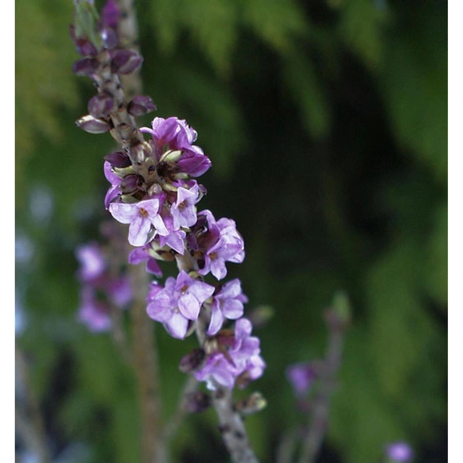 Roter Märzenseidelbast 40-60cm - Daphne mezereum günstig online kaufen