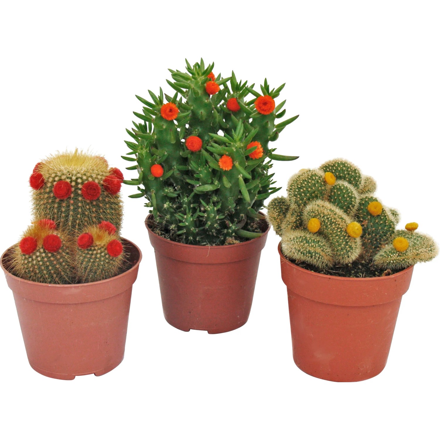 Zimmerkaktus  8,5 cm kaufen bei OBI
