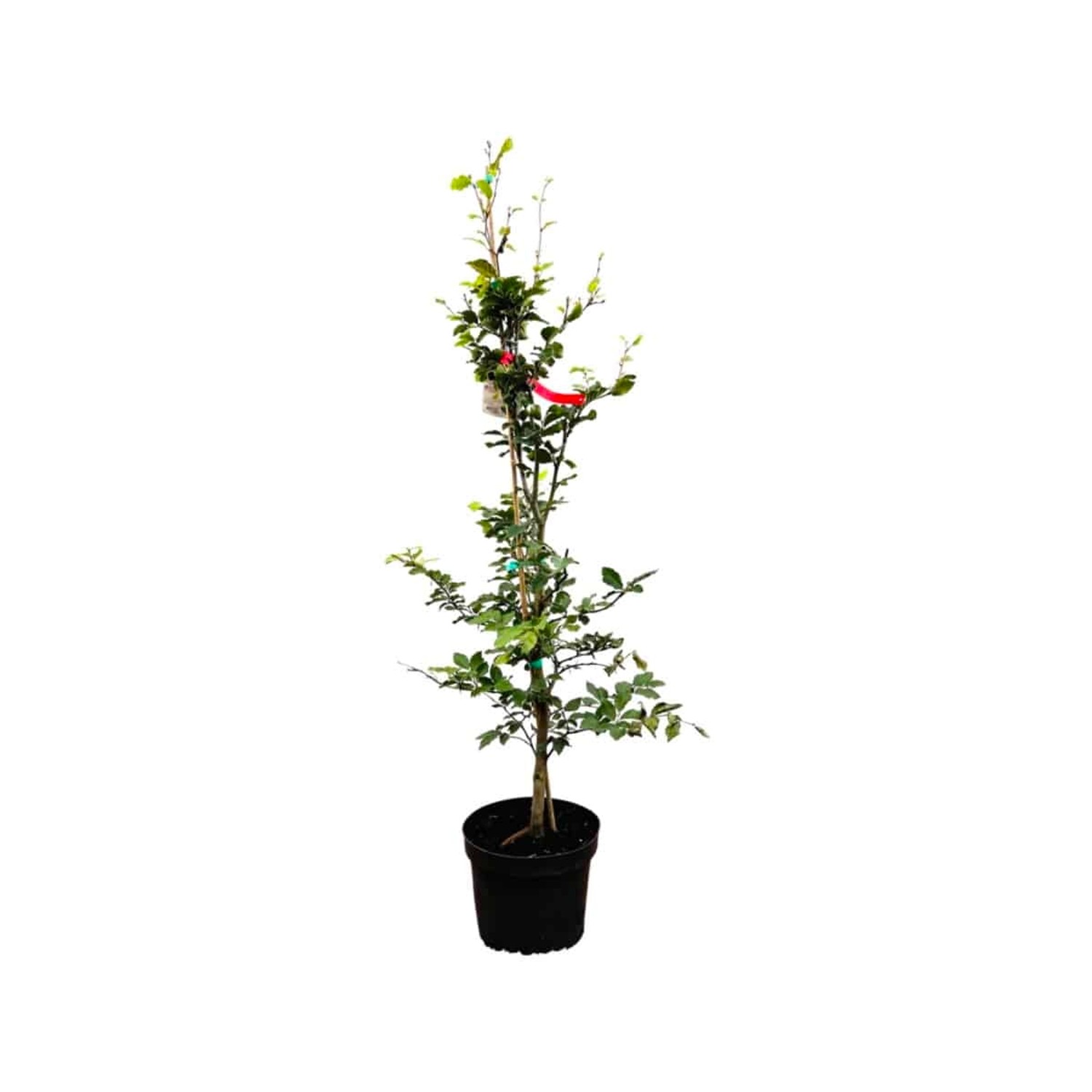 Fagus sylvatica 80-100 cm günstig online kaufen