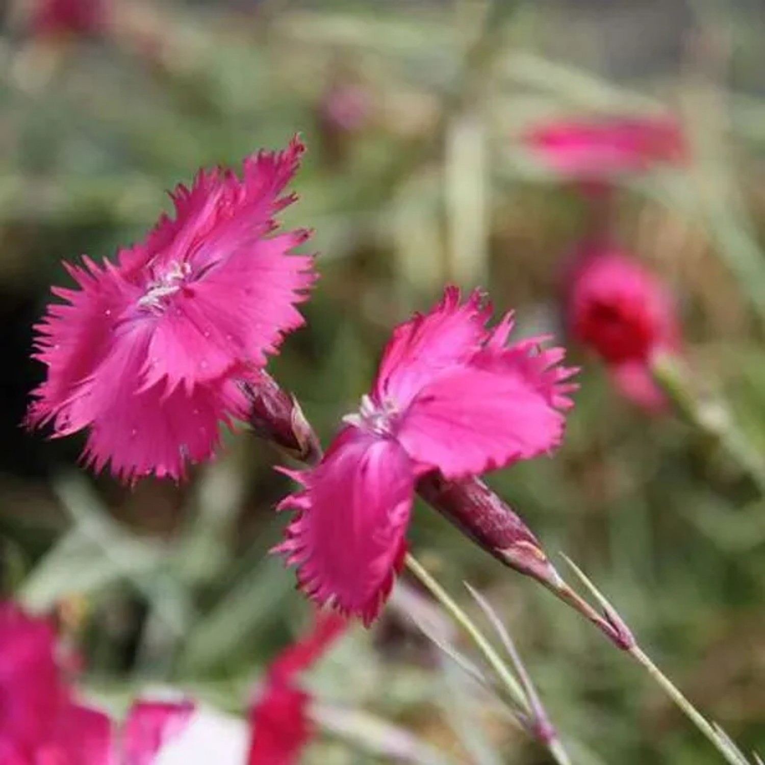 6 x Pfingst-Nelke Dianthus gratianopolitanus Topf 9cm Rosarote Blüten