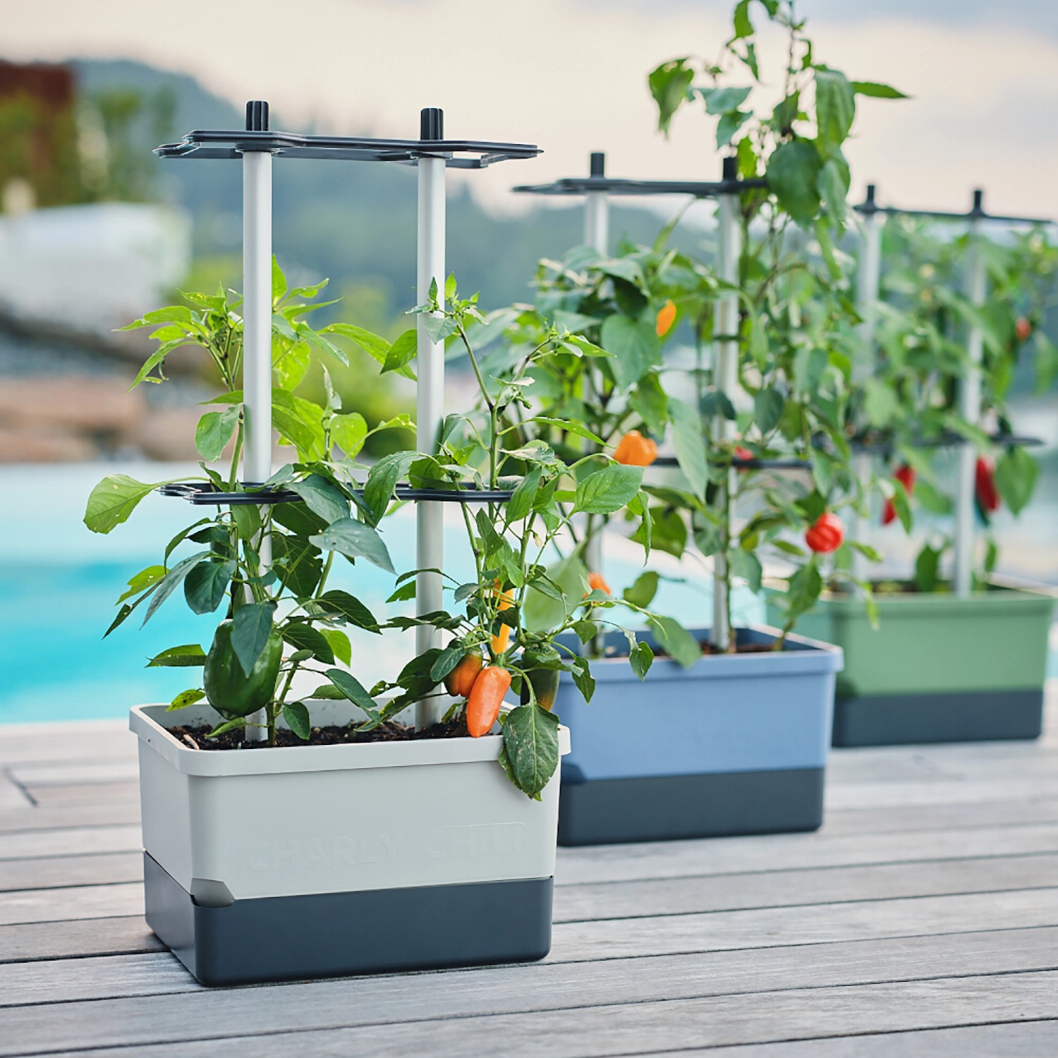 Dunkelgrünes Gusta Garden Anzuchtsgefäß Charly Chili 10L mit Rankhilfe und Chilipflanzen.