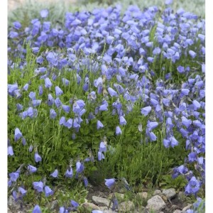 Nahaufnahme der Zwerg-Glockenblume 'Jingle Blue' mit ihren blauen, glockenförmigen Blüten.
