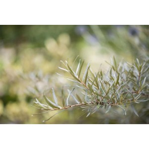 Detailaufnahme eines Sanddorn-Zweigs (Hippophae Rhamnoides) mit silbrig-grünen Blättern.