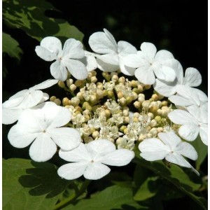 Blühender Gemeiner Schneeball (Viburnum opulus) mit weißen Blüten und grünen Blättern.