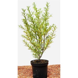 Sanddorn 'Leikora' im Topf, 60-100 cm hoch, mit grünen Blättern. Ideal als Beerenstrauch für Garten und Hecke.