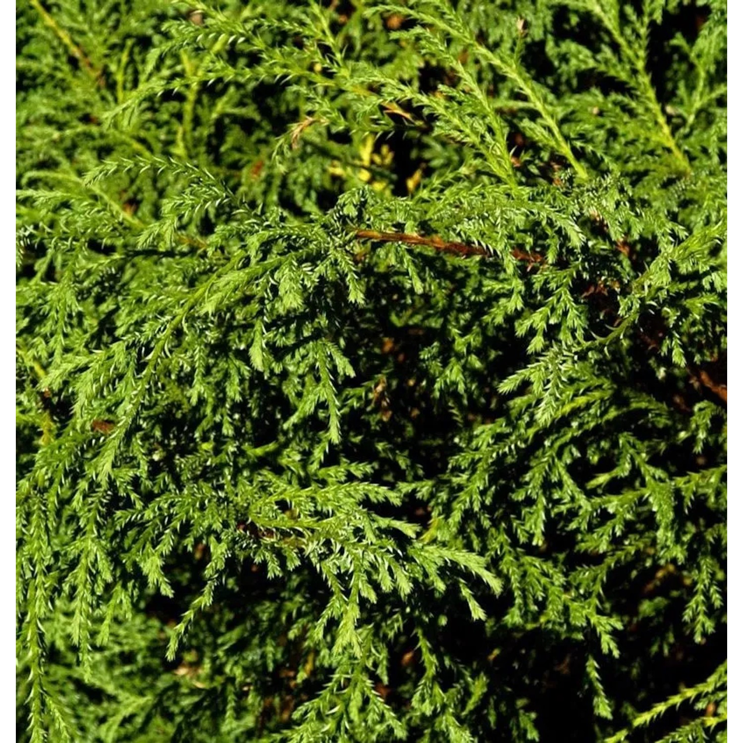 Fadenzypresse Minta 15-20cm - Chamaecyparis pisifera