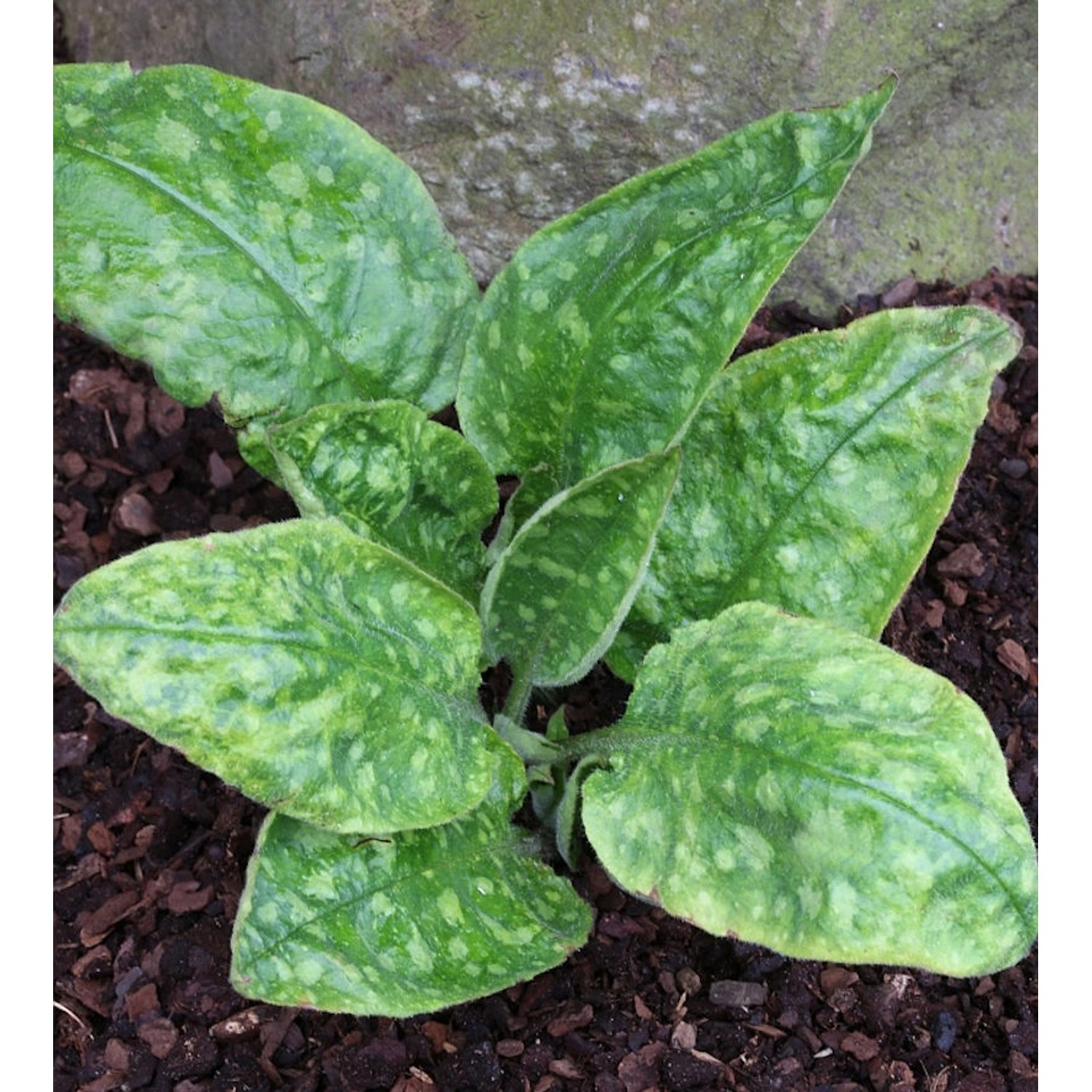 Echtes Lungenkraut Sissinghurst White - Pulmonaria officinalis günstig online kaufen