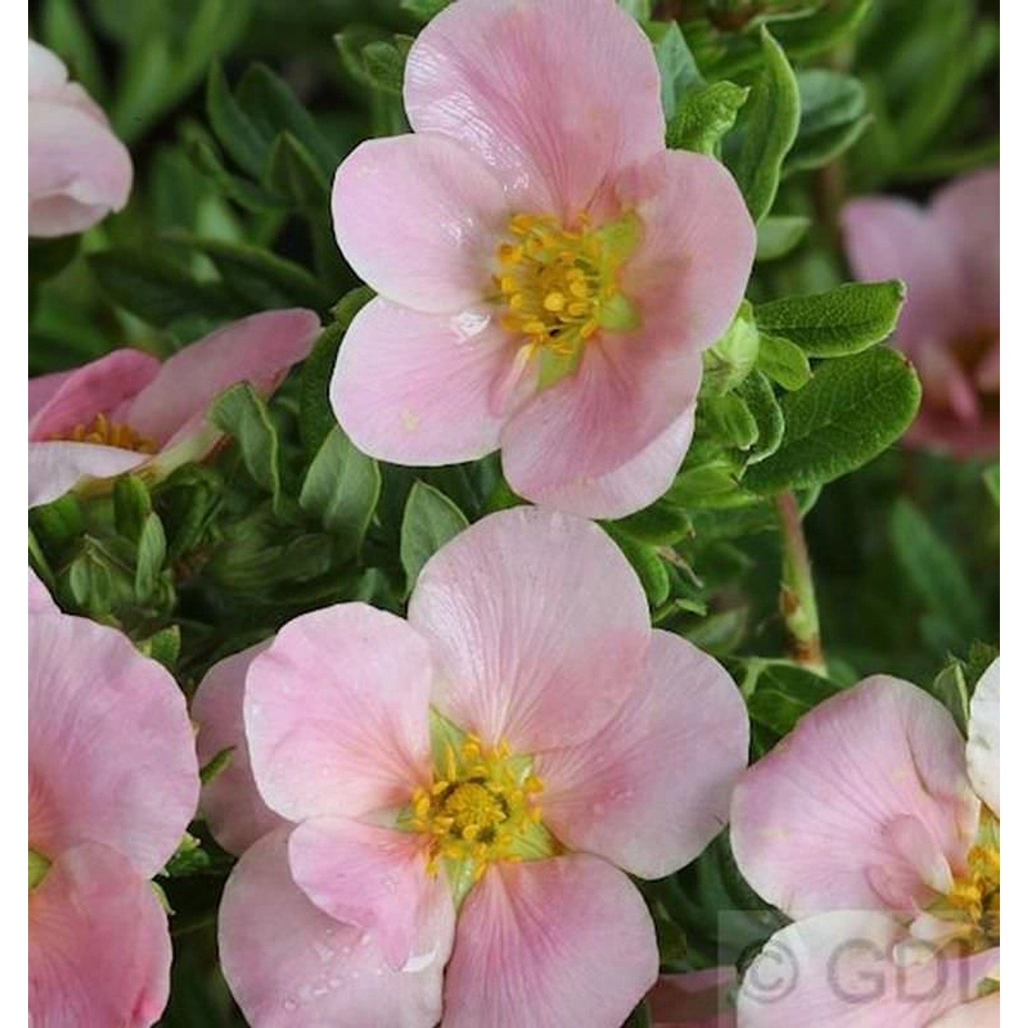 10x Fünffingerstrauch Lovely Pink - Potentilla fruticosa günstig online kaufen