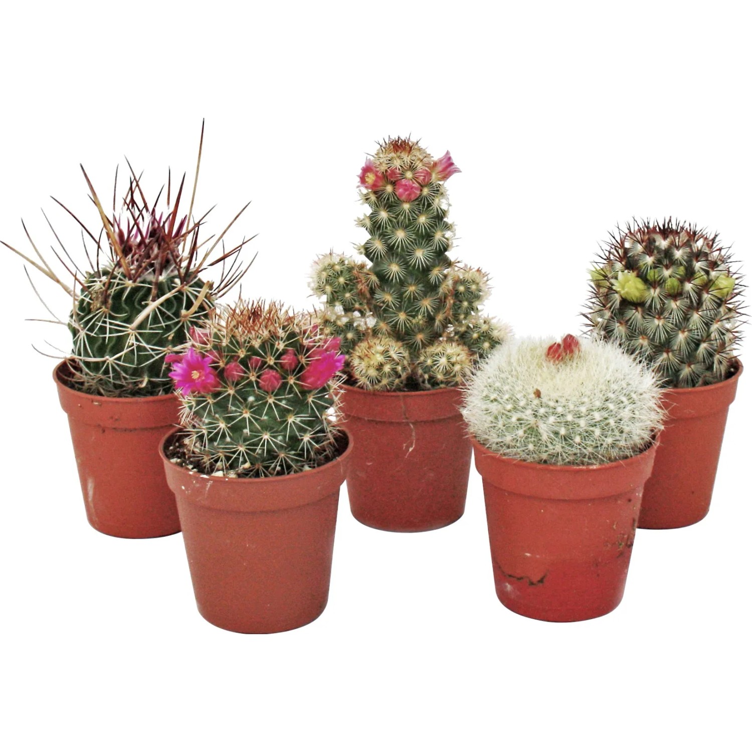 Blhende Kakteen Topf- 5,5 cm kaufen bei OBI