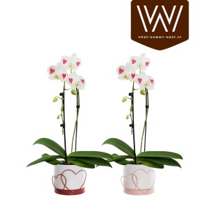 Zwei Schmetterlingsorchideen mit Herzdekor im Keramiktopf, Phalaenopsis.
