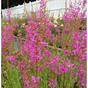 Blühender Rutenweiderich 'Swirl' (Lythrum virgatum) mit pinkfarbenen Blüten im Garten.