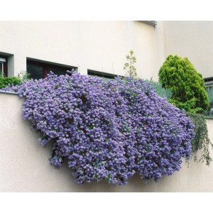 Blühende Ceanothus Cascade Säckelblume (175–200 cm) mit blauem Blütenmeer an einer Hauswand.