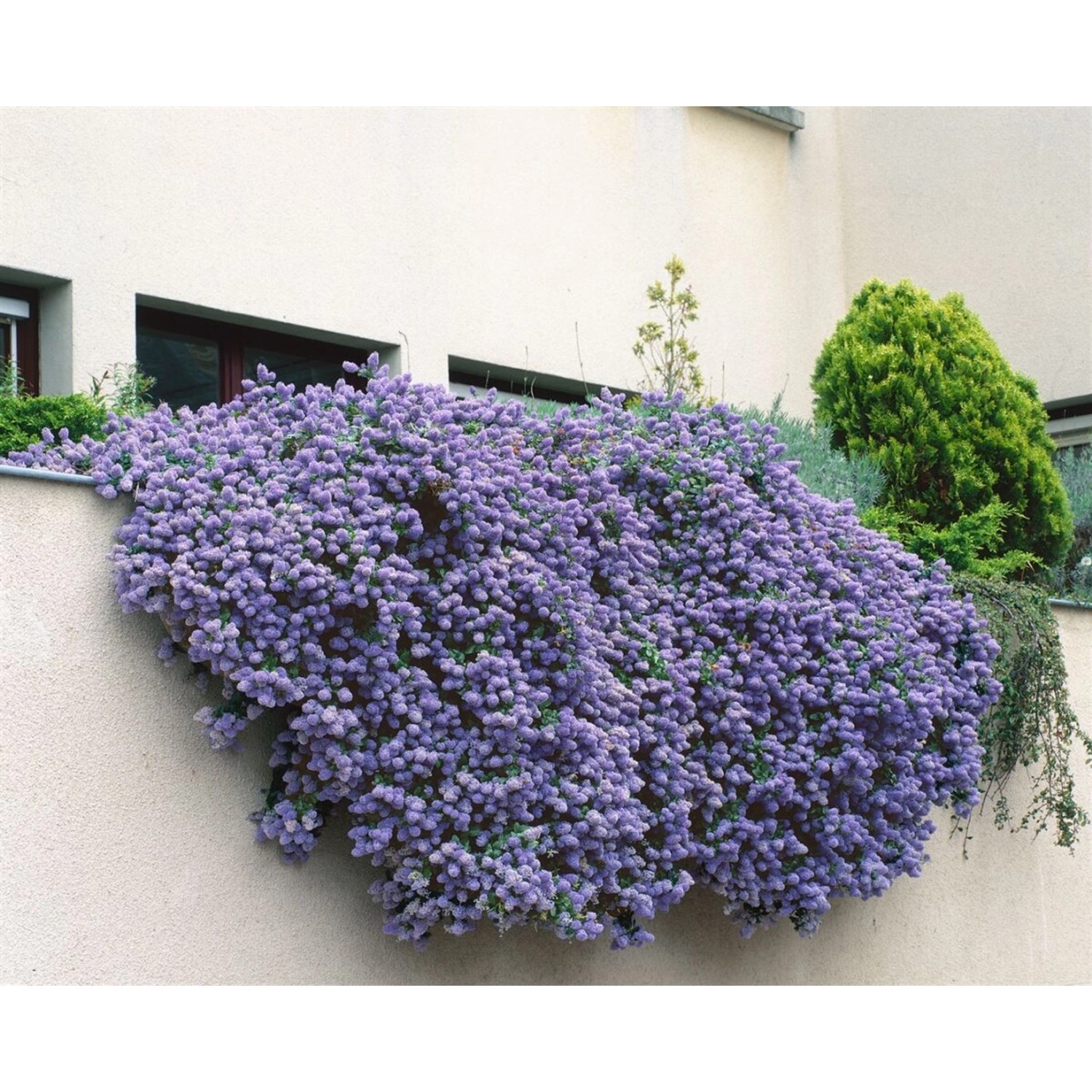 Ceanothus Cascade Säckelblume Blau 175–200 cm günstig online kaufen
