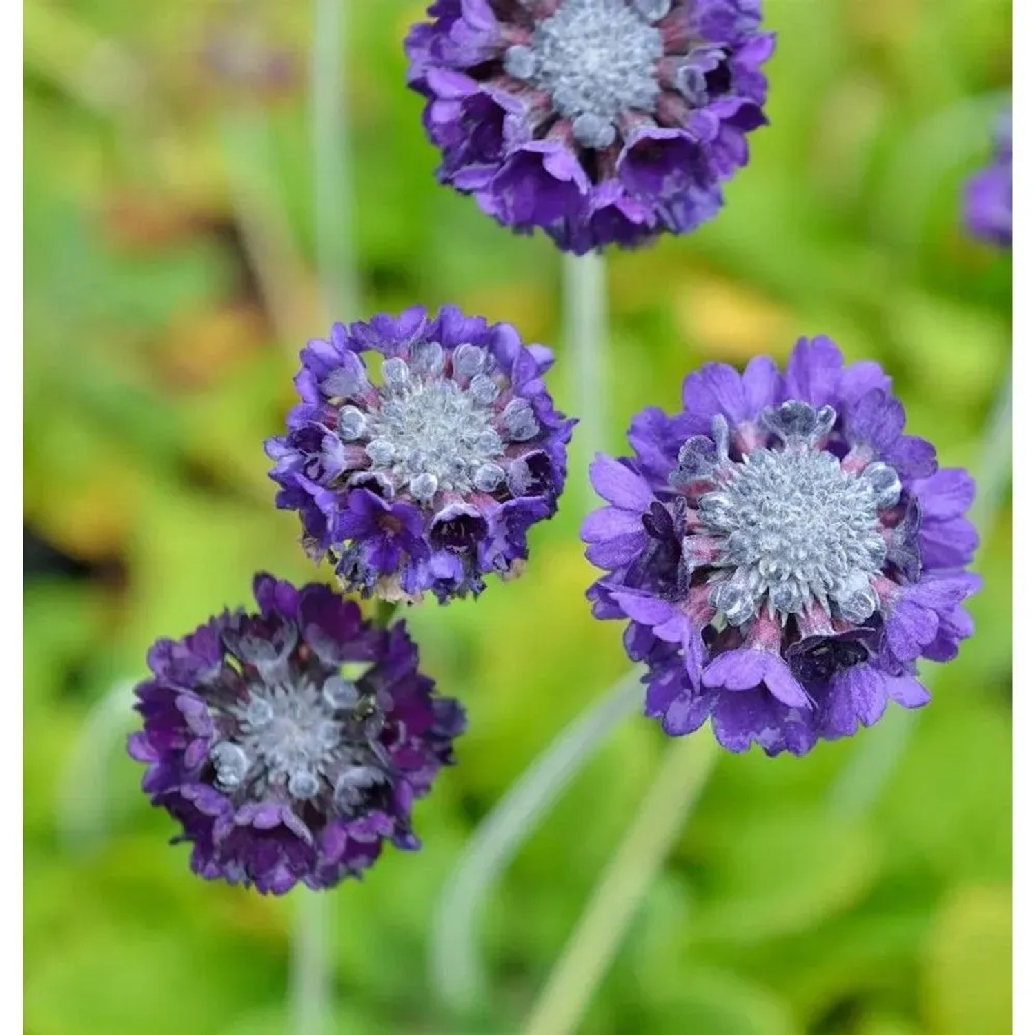 Kugelprimel Blaue Auslese - Primula denticulata
