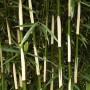 Hoher Heckenbambus 'Campbell' (Fargesia robusta), grüne Halme und Blätter.