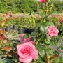 Rosa Strauchrose 'Dornröschenschloss Sababurg' mit rosa Blüten im Topf.