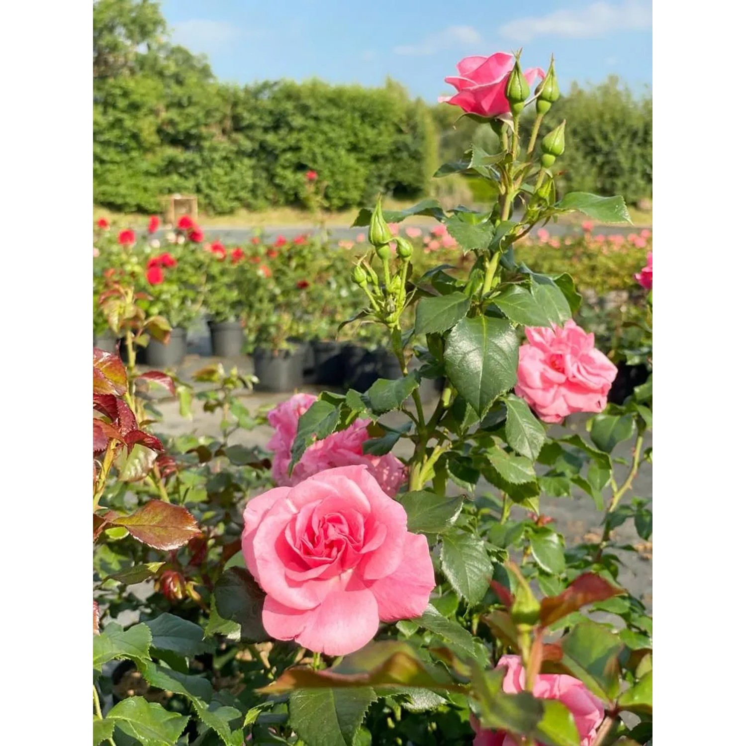 Rosa Strauchrose 'Dornröschenschloss Sababurg' mit rosa Blüten im Topf.