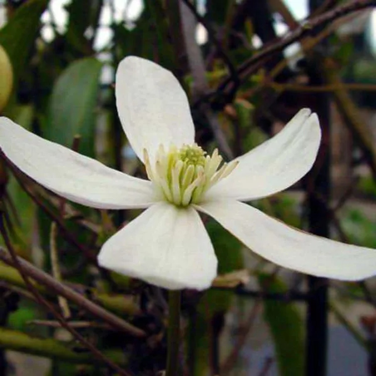 Immergrüne Waldrebe Clematis armandii 50 bis 60 cm im Container Weiße Blüten