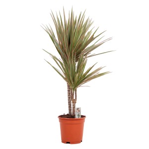 Drachenbaum Bicolor (Dracaena Marginata) im Topf, Höhe 75-95 cm. Grünpflanze mit buntem Laub.