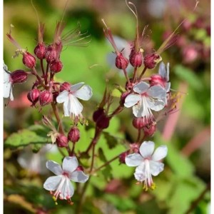 Nahaufnahme des Balkanstorchschnabels 'Spessart' mit weißen Blüten und roten Knospen.
