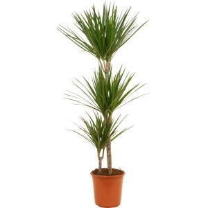 Drachenbaum (3-Stamm) im Topf, grüne Zimmerpflanze von GROW by OBI.