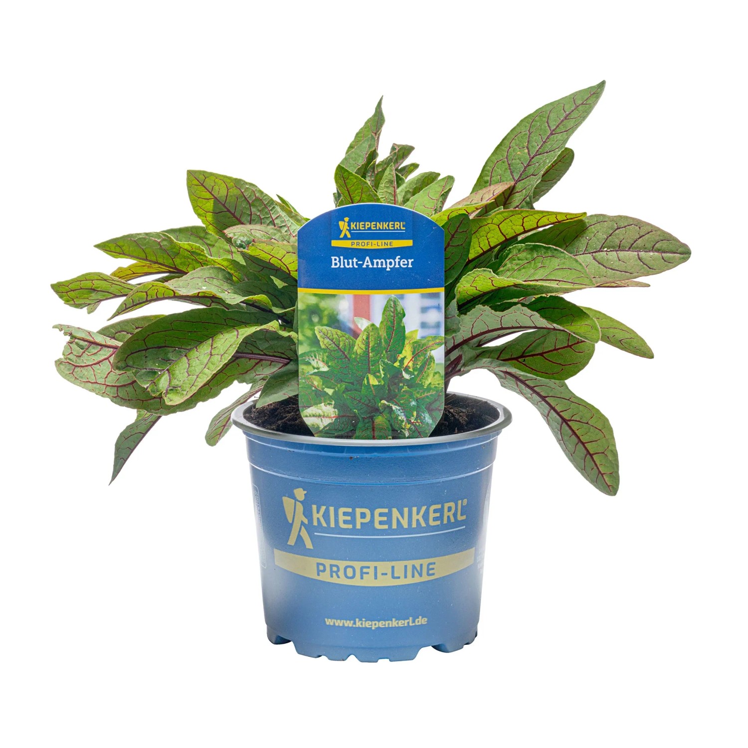 Kiepenkerl Blutsauerampfer Redstripe Topf-Ø ca. 12 cm