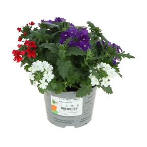 Garten-Eisenkraut 'Drums Trio' im Topf, verschiedene Farben (rot, weiß, lila).