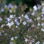 Zitroniges Bergbohnenkraut (Satureja montana) mit kleinen, hellen Blüten.