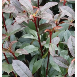 Kompakte Glanzmispel (Photinia fraseri) mit grünen und roten Blättern.