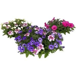 Beetpflanzen-Arrangement im Zink-Gefäß mit bunten Sommerblumen (pink, violett, weiß).