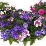 Beetpflanzen-Arrangement im Zink-Gefäß mit bunten Sommerblumen (pink, violett, weiß).