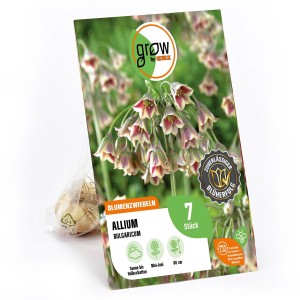 GROW by OBI Zierlauch 'Nectaroscordum': 7 Blumenzwiebeln mit lila-weißen Blüten.