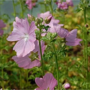 Blühende Rosen Malve (Malva alcea) mit zartrosa Blüten und grünen Blättern.