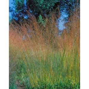 Molinia Windspiel Pfeifengras im 3-5 Liter Container, mit filigranen Halmen und Blütenständen.
