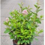 Säckelblume Perle Rose im Topf, ca. 40-60 cm hoch, mit zartrosa Blüten.