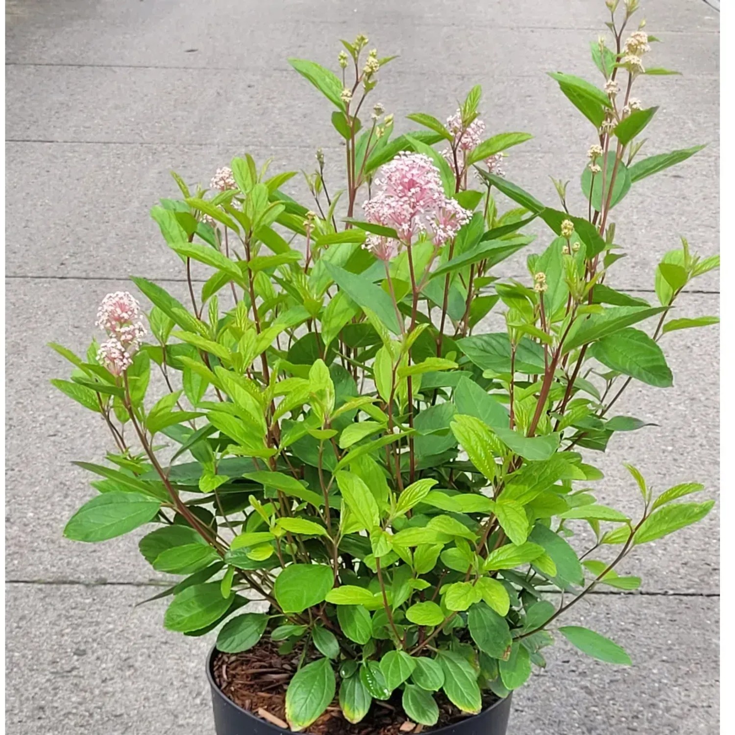 Säckelblume Perle Rose im Topf, ca. 40-60 cm hoch, mit zartrosa Blüten.