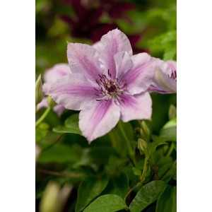 Nahaufnahme einer zweifarbigen Clematis Hybride Nelly Moser mit rosa-weißen Blüten.