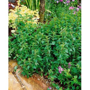 Foto von Zier-Oregano 'Hopley' (Origanum Laevigatum) im Garten, purpurrosa Blüten und grünes Laub.
