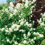Üppiger Duftjasmin Schneesturm mit weißen Blüten im Garten.