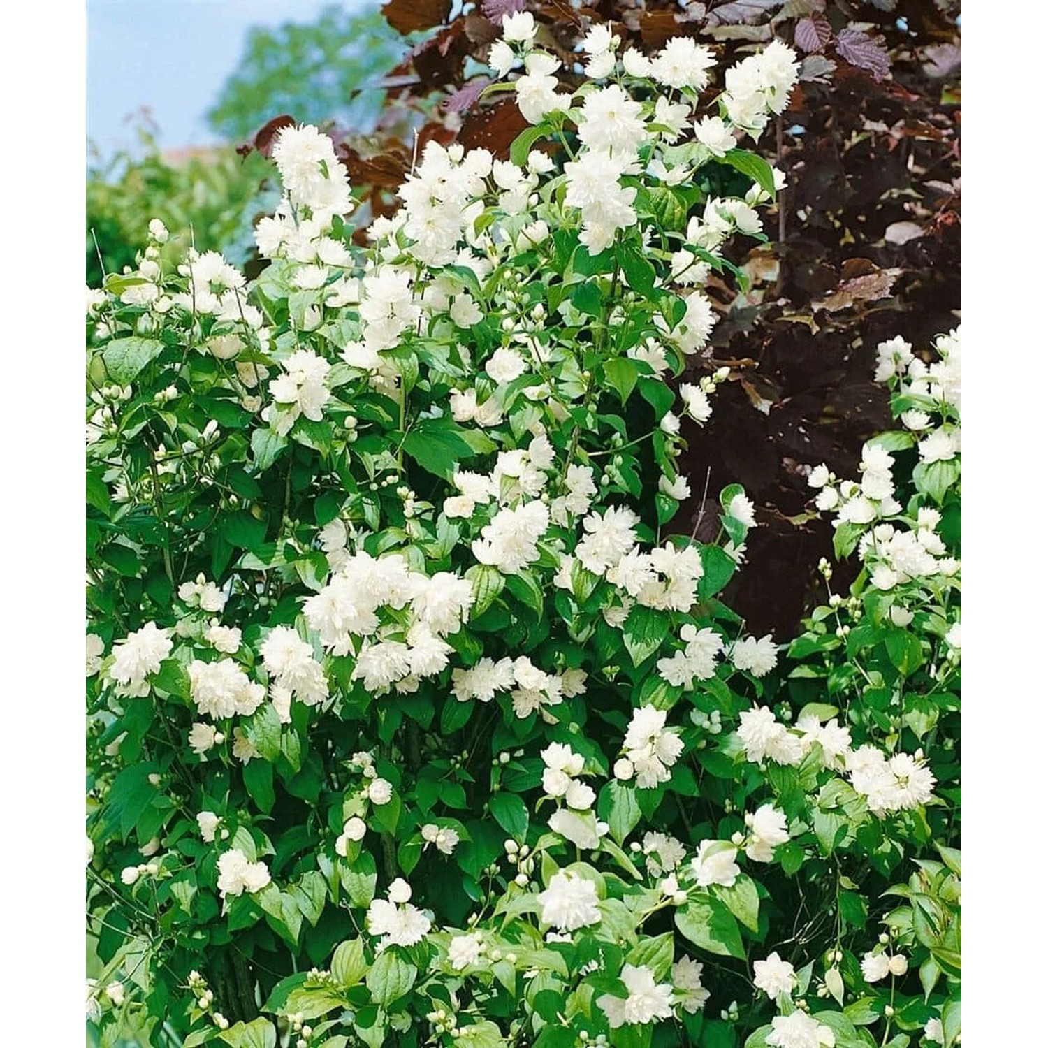 Üppiger Duftjasmin Schneesturm mit weißen Blüten im Garten.