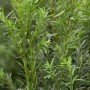 Detailaufnahme der Taxus baccata 'Schwarzgrün' Heckenpflanze, 25-30 cm hoch.