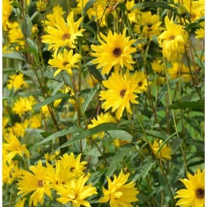 Gelbe Stauden-Sonnenblume (Helianthus laetifolius) Miss Mellish im Gartenbeet.