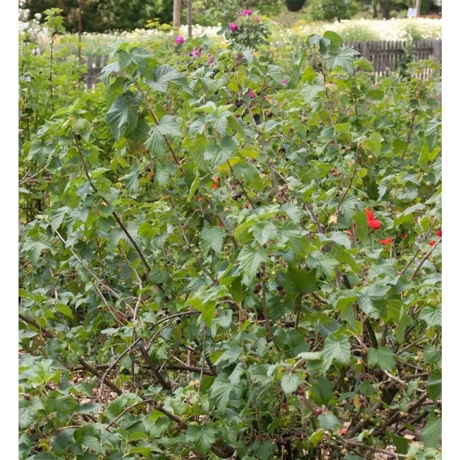 Schwarze Johannisbeere Rosenthals Langtraubige 40-60cm - Ribes nigrum