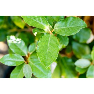 Nahaufnahme der grünen Blätter einer Ölweide (Elaeagnus ebbingei Compacta) von GROW by OBI.