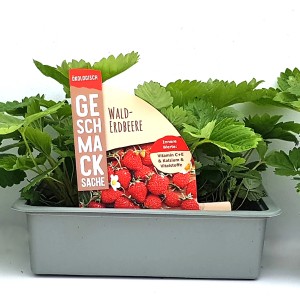 6er Schale rote Walderdbeeren (Fragaria x ana) mit grünen Blättern.